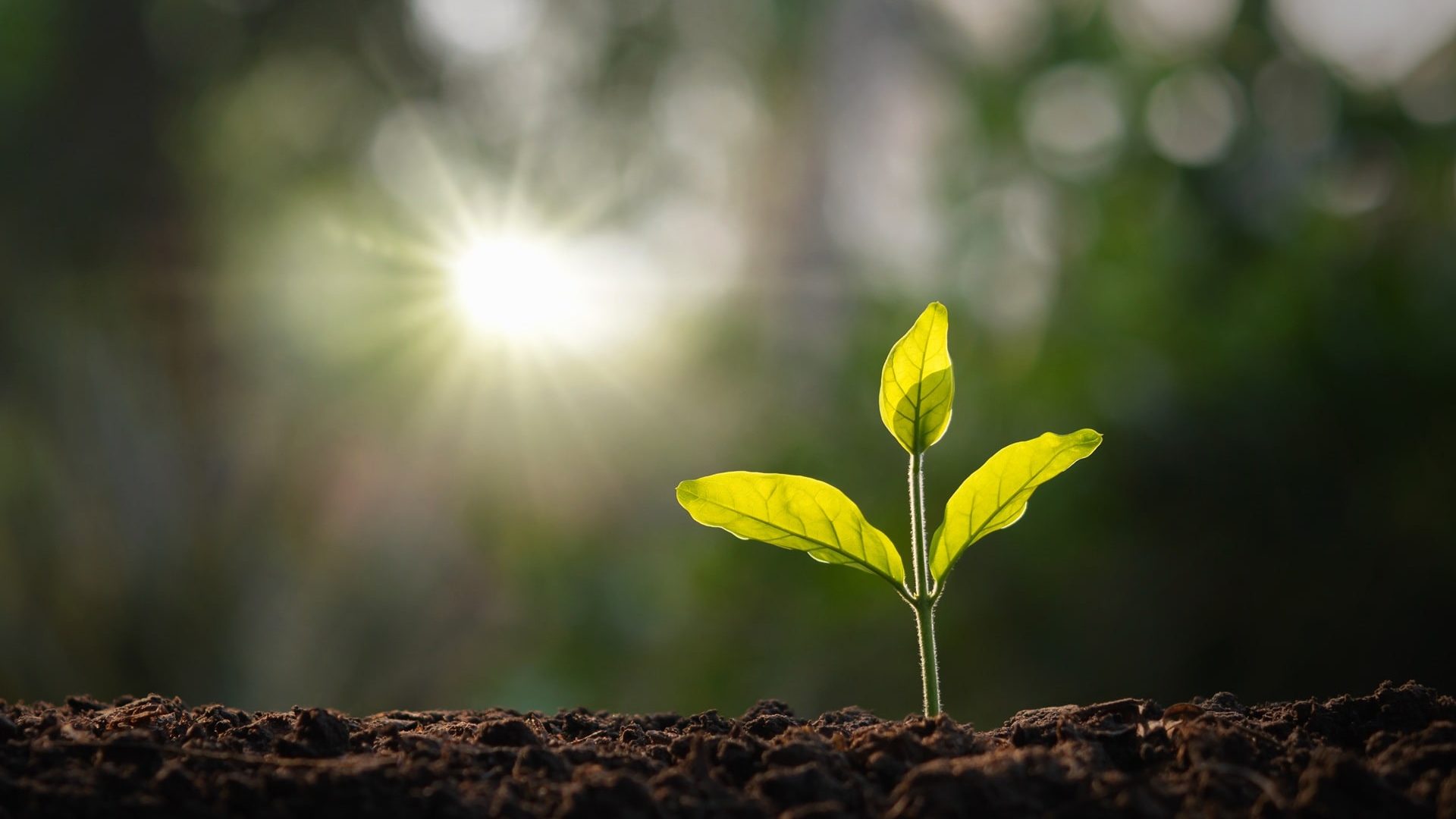 Plantation-arbre-©iStock