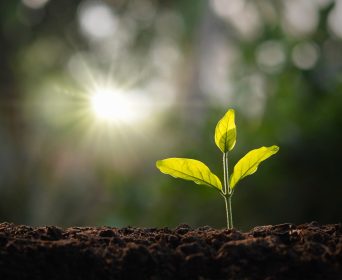 Plantation-arbre-©iStock