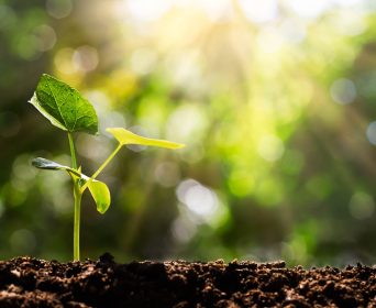 Planter-un-arbre-©iStock
